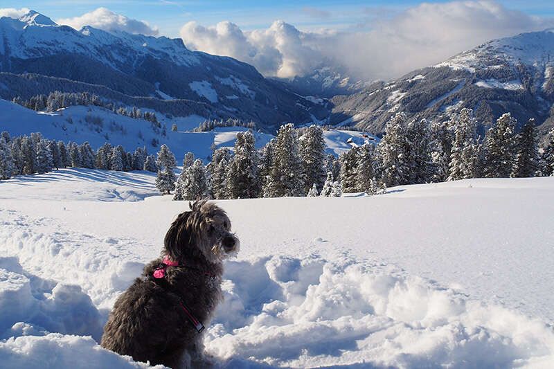  Winter hike with your dog in the Zillertal