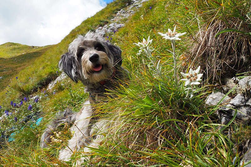 Hund Nala umringt von Edelweiß